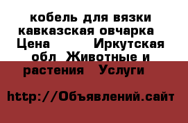 кобель для вязки-кавказская овчарка › Цена ­ ... - Иркутская обл. Животные и растения » Услуги   